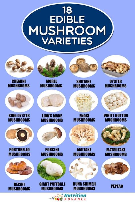 Discover the culinary delights and nutritional treasures of 18 distinct edible mushroom varieties. 

This comprehensive guide explores the unique flavors and health benefits each mushroom offers, unlocking a world of delicious possibilities for your kitchen. Edible Mushrooms Chart, Wholesome Lifestyle, Mushroom Land, Edible Wild Mushrooms, Mushrooms Growing, Mushroom Identification, Scientific Drawing, Mushroom Varieties, Poisonous Mushrooms