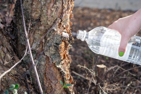 Homemade Tree Killer | Hunker Kill Tree Roots, Tree Stump Killer, Kill Tree Stump, Tree Stumps Diy, Removing Tree Stumps, Killing Weeds, Lawn Pests, Tree Seedlings, Garden Remedies