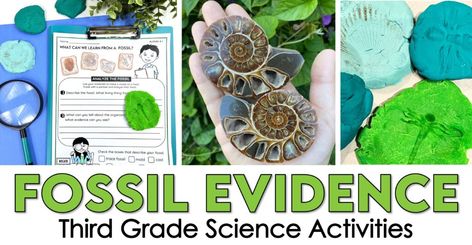 Are you a 3rd grade teacher looking for NGSS aligned activities to teach students about fossil evidence, the fossil record, types of fossils, and the geologic time scale? This post will help you plan! Find lesson ideas, STEM activities, science experiments, and more resources for teaching environments, survival, and fossil evidence in third grade science. Plant Science Activities, Plants Science Activities, Third Grade Science Activities, Types Of Fossils, Leaf Rubbings, Geologic Time Scale, 3rd Grade Teacher, Tree Outline, Simple Science