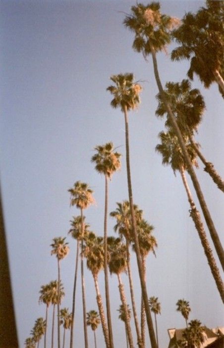 Palm trees Ultraviolence Aesthetic, Lana Del Rey Paradise, Vintage Americana Aesthetic, Love Lana Del Rey, Terrence Loves You, The Sun King, Lana Del Rey Honeymoon, Lana Del Rey Albums, Americana Aesthetic