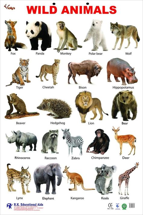 Wild Animals: Facts 09D in 2022 | Wild animals pictures, Zoo animals photos, Wild animals list Animals Name With Picture, Animals Name List, Wild Animals List, Animal Pictures For Kids, Animals Name In English, Animal Sound, Wild Animals Photos, Learning English For Kids, Wild Animals Pictures