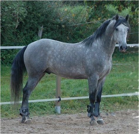 The Spanish Barb horse Barb Horse, Hereford Cattle, Amazing Horses, Horse Colors, Morgan Horse, Horse Boarding, American Quarter Horse, Horse Silhouette, Most Beautiful Horses