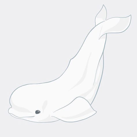 Beluga Whale Funny, Whale Costume, Whale Sketch, Whale Video, Whale Facts, Beluga Whales, Whale Crafts, Whale Drawing, Whale Illustration