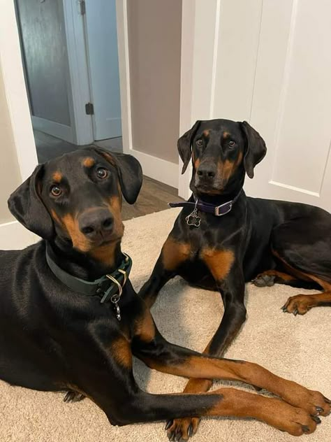 Doberman Black, Dobermans Aesthetic, Dobber Man Puppies, Doberman Dogs Black, Two Dobermans Aesthetic, All Black Doberman Puppy, Doberman Puppies, Three Dobermans, Doberman Normal Ears