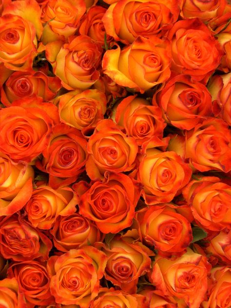 Passion - What is the exact flower language of an orange rose? Flowers Dp, Orange Dreamsicle, Flower Language, Red Roses Wallpaper, Orange Color Palettes, Fleur Orange, Aesthetic Roses, Iphone Wallpaper Fall, Rosé Aesthetic