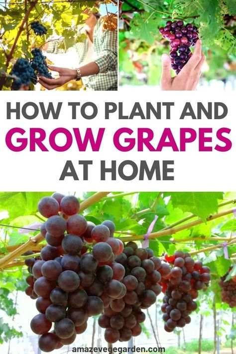 Planting Grapes How To Grow, How To Grow Grapes Vines At Home, Grape Garden Ideas, Growing Grapes In Backyard Trellis, Plant Grape Vines, Grow Grapes From Seeds, Growing Grape Vines, Grapes Garden, Grape Garden