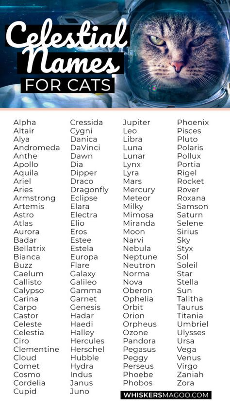 Astronomy Names Girl, Celestial Names Astronomy, Names For Cats, Cute Pet Names, Hamster Names, Cute Cat Names, Space Names, Kitten Names, Best Character Names