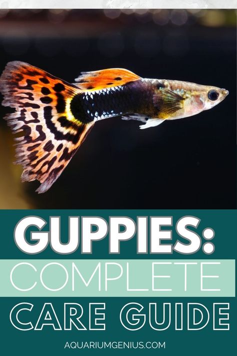 Keep scrolling to learn everything you need to know about guppies! This includes facts about their personality, tank needs, tank mates’ knowledge, feeding habits, and how to breed these friendly fish! Mosquito Larvae, Community Tanks, Guppy Fish, Brine Shrimp, Pet Tips, Natural Pest Control, Home Aquarium, Food Forest, Black Bar