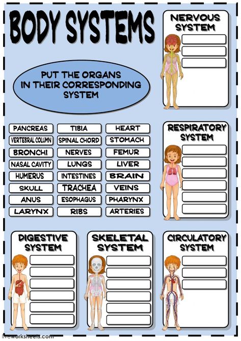 Body Systems Worksheets, Human Body Unit Study, Third Grade Worksheets, Human Body Worksheets, Free Human Body, Human Body Science, Human Body Activities, Human Body Unit, Health Class