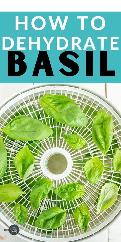 Learn how to dry basil in a food dehydrator, oven, microwave, or air-drying. Drying basil is such a simple way to preserve this delicious pantry staple! How To Dry Basil Leaves In Dehydrator, Dehydrate Basil In Dehydrator, Dehydrating Basil In Dehydrator, How To Dehydrate Basil, Drying Basil Leaves Dehydrator, How To Dehydrate Basil Leaves, How To Dry Herbs In Dehydrator, How To Dehydrate Herbs In Dehydrator, Drying Herbs In Dehydrator