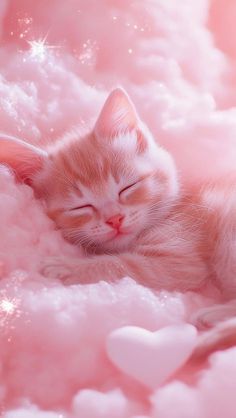 Kitten Pink Aesthetic, Fun Pink Wallpaper Iphone, Pink Kitten Wallpaper, Cat Wallpaper Lockscreen, Ipad Pink, Cat Phone Wallpaper, Evening With Friends, Kitten Wallpaper, Cat Wallpapers