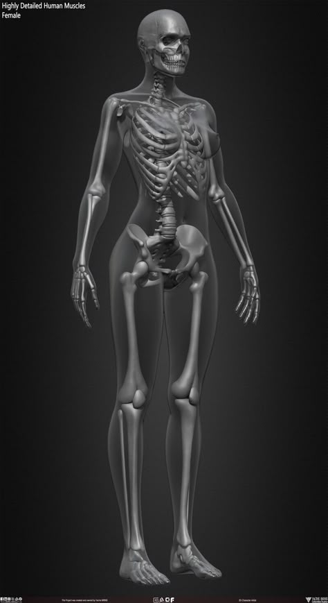 ArtStation - Female Human Skeleton Human Anatomy Female, Skeletal Structure, Female Skeleton, Human Body Structure, Human Skeleton Anatomy, Skeleton Anatomy, Skeleton Drawings, Human Skeleton, Human Anatomy Art