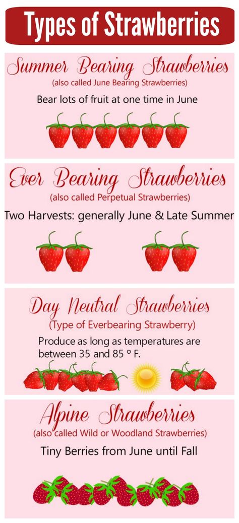 Types of Strawberry Plants Strawberries Growing, Vegetable And Herb Garden, Types Of Strawberries, Everbearing Strawberries, Types Of Herbs, Strawberry Garden, Growing Strawberries, Strawberry Plants, Growing Fruit