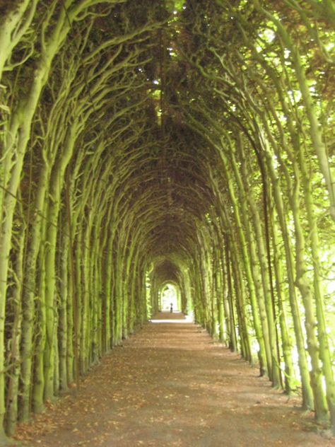 Walkway. Tree Cathedral, Cambridge Cottage, Fagus Sylvatica, Famous Trees, New Nature Wallpaper, Beech Trees, Tree Tunnel, Dark Hedges, Epic Of Gilgamesh