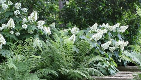 Oakleaf Hydrangea Landscape, Alice Oakleaf Hydrangea, Colonial Landscaping, Private Garden Design, Woods Landscape, Shrubs For Landscaping, Hydrangea Landscaping, Types Of Hydrangeas, Bigleaf Hydrangea