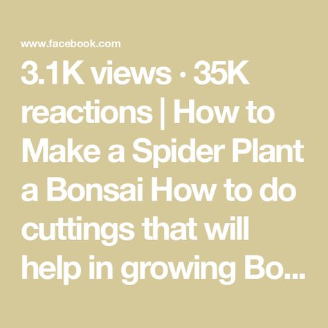 3.1K views · 35K reactions | How to Make a Spider Plant a Bonsai How to do cuttings that will help in growing Bonsai
🌵🪴
Follow for more information @aplusplanthouse 

#plants #nature #flowers #plantsofinstagram #garden #plant #plantsmakepeoplehappy #gardening #green #photography #naturephotography #houseplants #plantlover #flower #indoorplants #love #succulents #urbanjungle #cactus #art #plantlife #beautiful #plantas #photooftheday #naturelovers #flowerstagram #homedecor #plantstagram #flowersofinstagram #summervibes | A+ Plant 🌿 House | aplusplanthouse · Original audio Growing Bonsai, Plant House, Green Photography, Spider Plant, Plants Nature, Cactus Art, Spider Plants, Nature Flowers, Plant Life