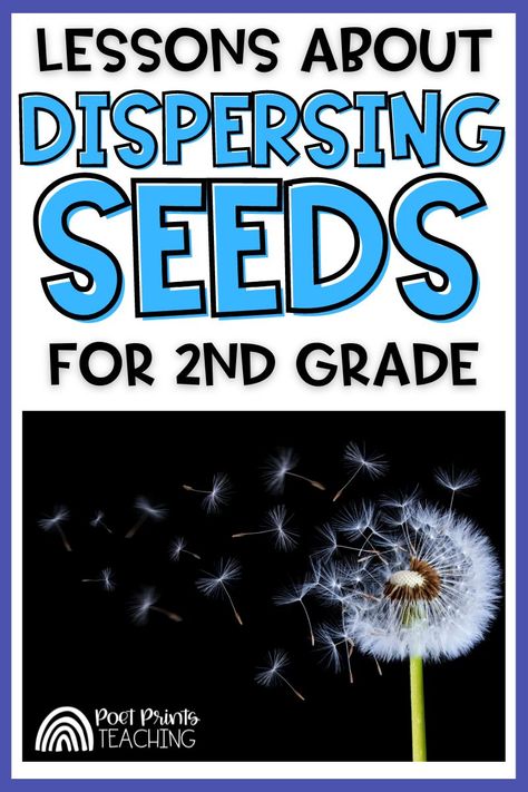 Learning about seed dispersal is an important part of any 2nd and 3rd grade science curriculum. Use this exciting set of activities to teach your students about how seeds disperse. They can explore examples of seed dispersal through a fun STEM challenge and learn more in these kid-friendly Youtube videos. With this set of activities, your students will gain an understanding of the many ways seeds disperse and the importance of the process. Seed Science Experiment, Seed Dispersal Anchor Chart, Seed Dispersal Project, Seeds Dispersal, Seed Dispersal Activity, 2nd Grade Science Lessons, Fossil Activities, Seed Activities For Kids, Botany Study