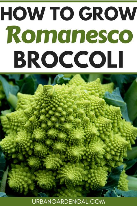 growing romanesco broccoli Broccoli Growing, Cauliflower Cheese Bake, Romanesco Broccoli, Flea Beetles, Raised Vegetable Gardens, Container Vegetables, Cauliflower Cheese, Heirloom Vegetables, Growing Tips