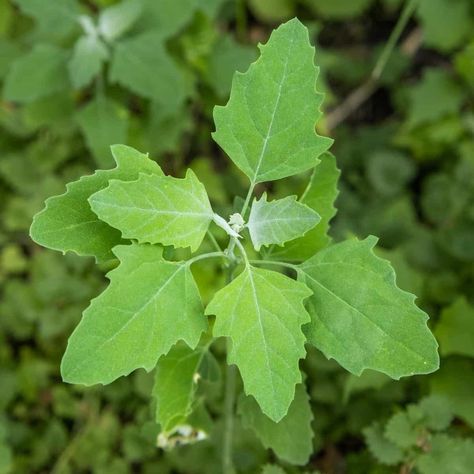 Lambs Quarter Plant, Lambs Quarters Benefits, Tennessee Plants, Wild Spinach, Lambs Quarters, Forager Chef, Bottle Dressing, Garden Wild, Wild Food Foraging