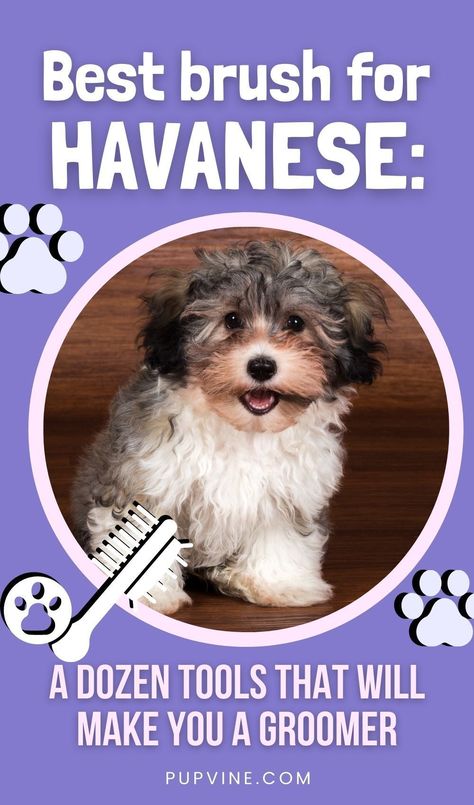 Grooming Havanese Dogs, Havanese Grooming Styles, Havanese Haircuts Styles, Havanese Dogs Haircuts, Havanese Dogs Full Grown, Havanese Full Grown, Havanese Haircuts, Havanese Grooming, Long Haired Dogs