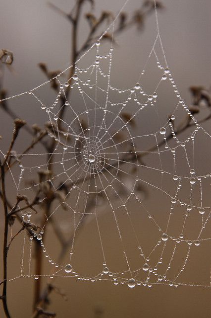 Creepy Beautiful, Drops Of Water, Spider Art, Morning Dew, Dew Drops, Foto Art, Water Droplets, Furniture Restoration, Rain Drops