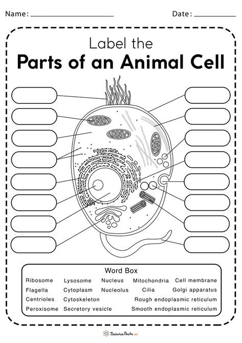 Animal Cell Worksheet, Animal Cell Activity, Animal Cell Structure, Cell Diagram, Science Cells, Cells Worksheet, Cell Parts, Plant And Animal Cells, Cell Organelles