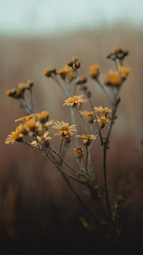 Simple Nature Pictures, Clean Aesthetic Photos, Autumn Prairie, Foliage Aesthetic, Nurture Aesthetic, Autumn Flowers, Lily Garden, Vintage Flowers Wallpaper, Beautiful Flowers Wallpapers