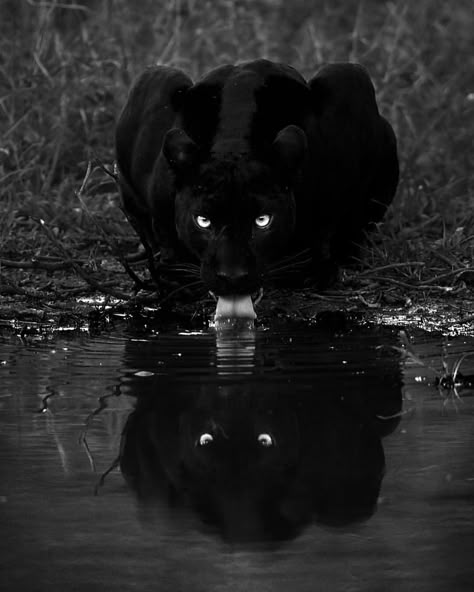 Most Dangerous Animals, Black Panther Cat, Panther Pictures, Panther Cat, Jaguar Animal, Wild Animal Wallpaper, Iphone Wallpaper Cat, Scary Animals, Wild Animals Pictures