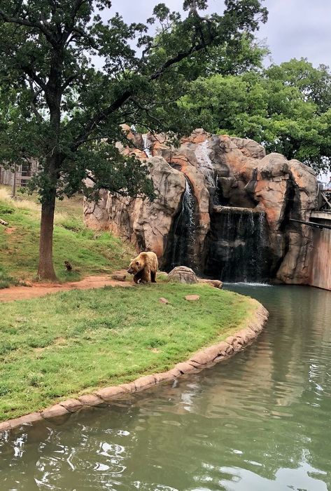 Bear Enclosure, Statue Of Liberty Facts, Wildlife Biology, Bear Zoo, Zoo Pictures, Zoo Inspiration, Zoo Zoo, Zoo Project, Zoo Ideas