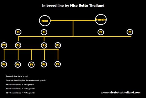 Stable betta fish genetic is important for breeding? - Nice Betta Thailand.CO.,LTD Betta Breeding, Fish Types, Betta Fish Types, Fish Breeding, Fish For Sale, All Fish, Fish Farming, Pet Fish, Colorful Fish