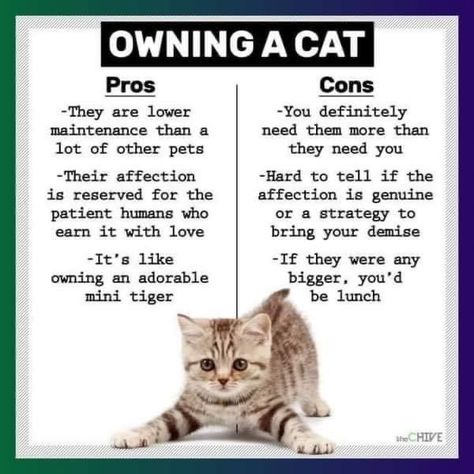 Kitty Care, Cat Ownership, Cat Language, Cat Hacks, Cat Info, Cats Rule, Kitten Care, Cat Humor, Owning A Cat