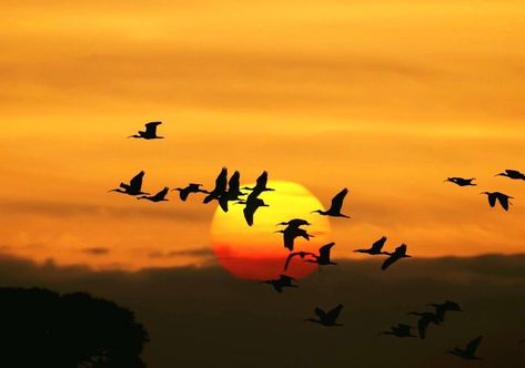 Time For Sunrise-Sunset!....Silhouette of Ibis birds flying pass ... Sunrise Landscape, Birds In The Sky, Sunset Silhouette, Png Aesthetic, Nikon D750, Flower Art Images, Evening Sky, The Balcony, Camera Nikon