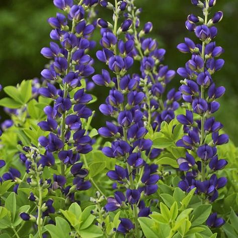 Baptisia Plant, False Indigo, Wild Indigo, Indigo Plant, Sage Plant, Blue Plants, Clay Soil, Flowers Perennials, Landscaping Plants