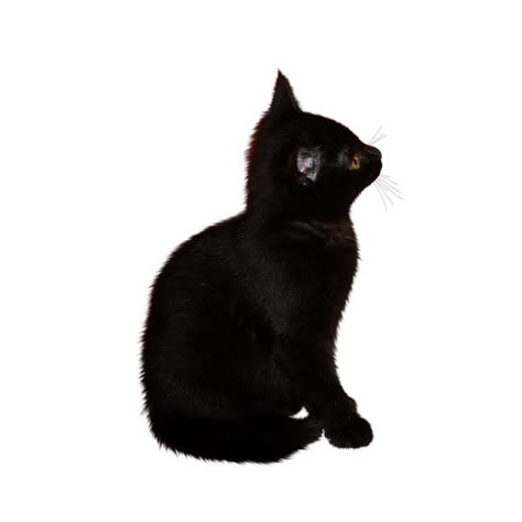 Cat Carrd Png, Carrd Png Black, Crabsjoon Black, Cats Png, Animal Png, Black Png Aesthetic, Black And White Png, Cat Png, Black Png