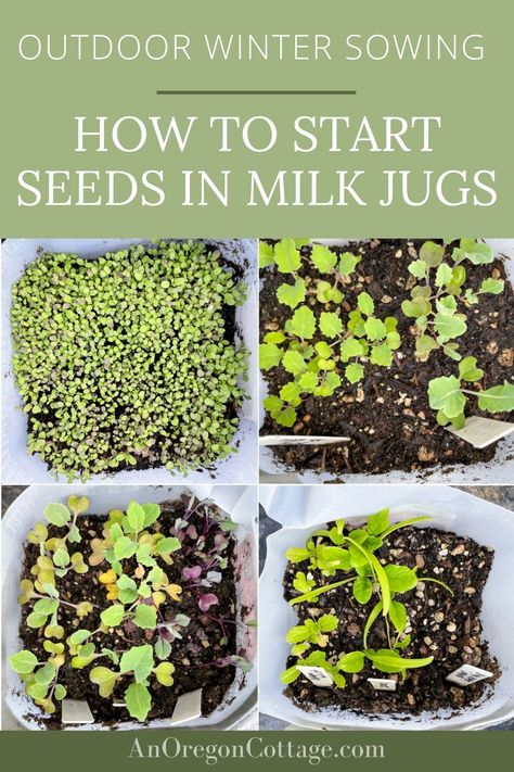 Winter Sowing Tomatoes, Milk Jug Garden Ideas, Milk Jug Planting, Milk Jug Seed Starting, Winter Sowing Seeds Milk Jug Zone 5, Starting Seeds In Milk Jugs, Milk Jug Greenhouse, Winter Sowing Seeds Zone 6, Winter Sowing Seeds Milk Jug