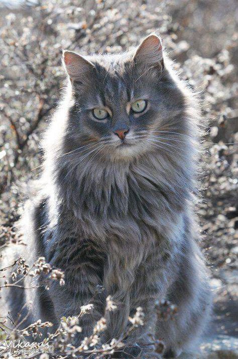 Hello Gorgeous! Söt Katt, Gray Cat, Siberian Cat, Grey Cat, Cat Photography, Warrior Cat, Domestic Cat, Cute Cats And Kittens, Warrior Cats