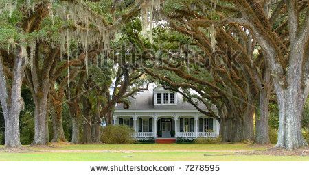 I would love this tree lined walkway to my front porch. Antebellum South, Tree Lined Driveway, Southern Homes, Tree Line, Southern Home, Gated Community, Down South, Landscape Trees, Southern Style