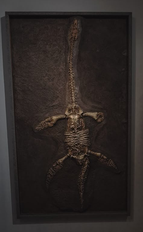 Dinosaur Fossil Decor, Dark Academia Zoology, Paleoanthropology Aesthetic, Palaeontology Aesthetic, Paleocore Aesthetic, Dinosaur Aesthetic Vintage, Fossils Aesthetic, Prehistoric Aesthetic, Fossil Aesthetic