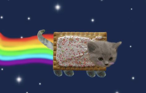 Nyan cat as an actual cat Harry Potter Goblet Of Fire, Harry Potter Goblet, Potter Facts, Nyan Cat, Goblet Of Fire, Princess Luna, Harry Potter Facts, Severus Snape, Pinkie Pie