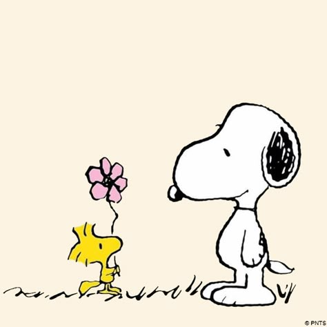 Snoopy And Woodstock Drawing, Snoopy Sunflowers, Snoopy And Woodstock Matching Pfp, Pfp Snoopy, Snoopy Lockscreen, Snoppy Cute Pfp, How To Draw Snoopy And Woodstock, Snoopy Holding Flowers, Snoopy Icons