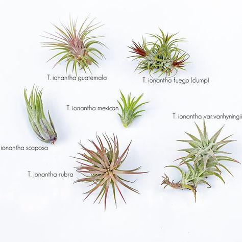 Did you know that the popular and hardy T. ionantha comes in many different forms? Read about a handful of them in our latest blog post (link in profile). Plants With Names, Aerial Plants, Cacti Collection, Types Of Air Plants, Air Plant Garden, Special Plants, Tillandsia Ionantha, Brown Tips, Air Plants Care