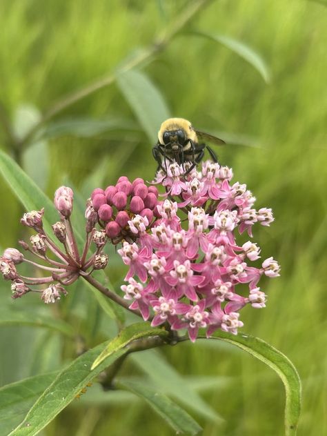 swamp milkweed (Asclepias incarnata) Sarah Ross, Asclepias Incarnata, Swamp Milkweed, Twitter Instagram, Scream, Maine