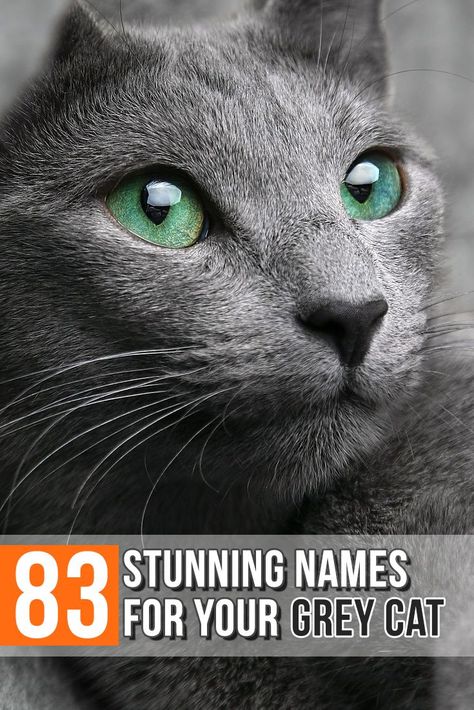 83 Stunning Names For Your Grey Cat  #whattonameyourgreycat #greycatnames #graycatnames #adopt Gray Cat Names, Grey Kitten Names, Kitten Names Boy, Kitten Names Girl, Grey Cat Names, Boy Cat Names, Girl Cat Names, Unique Cat Names, Russian Blue Kitten