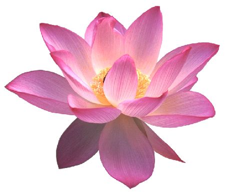 Lotus Clipart Lotus Flower Images, Lotus Image, Lotus Bud, Flower Png Images, Lotus Flower Art, Lotus Painting, Lotus Art, Beautiful Pink Flowers, Wallpaper Nature Flowers