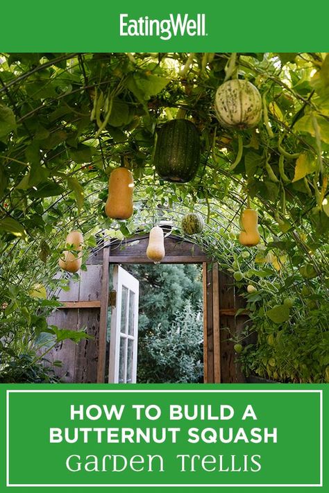 Garden Squash Trellis, Squash Arch Diy, Gardening In California, Squash Arch Trellis, Vertical Pumpkin Trellis, Pumpkin Vertical Growing, Squash Trellis Diy, How To Grow Pumpkins Vertically, Grow Pumpkins Vertically