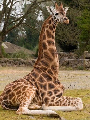 Giraffe Pictures Photography, Giraffe Reference Photos, Giraffe Sitting, Giraffe Photos Photography, Giraffe Images, Giraffe Photos, Giraffe Drawing, Giraffe Feeding, Giraffe Pictures