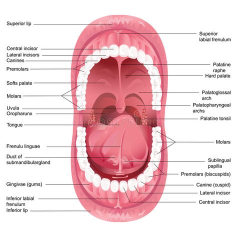 Mouth Anatomy. Vector illustration of diagram for anatomy of human mouth #Sponsored , #AD, #Affiliate, #Anatomy, #illustration, #human, #Vector Mouth Diagram, Teeth Diagram, Mouth Anatomy, Human Mouth, Soft Palate, Tongue Health, Tongue Tie, Medical Anatomy, Anatomy And Physiology