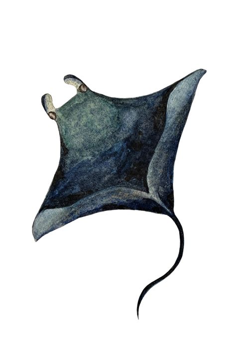 Stingray Watercolor Painting, Stingray Drawings, Stingray Watercolor, Manta Ray Watercolor, Manta Ray Swimming, Stingray Painting, Stingray Art, Notebook Painting, Watercolor Practice