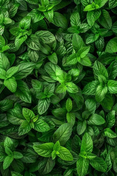 Many fresh peppermint leaves texture background, fragrant spices pattern, Mentha piperita mockup royalty free stock images Pink Velvet Couch, Space Template, Leaves Texture, Red Delicious Apples, Checkerboard Floor, Peppermint Leaves, Leaf Texture, Hottest Chili Pepper, Space Backgrounds