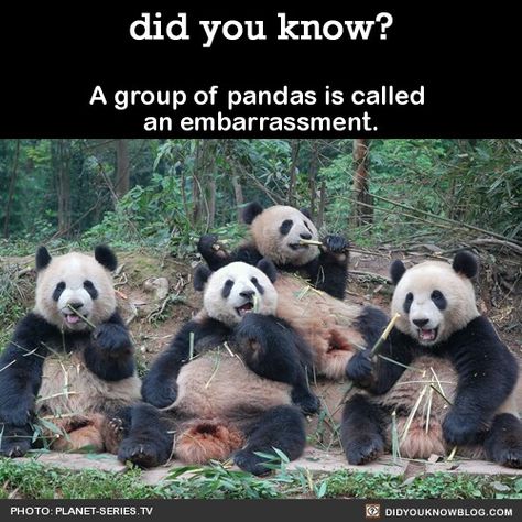 Fun fact Panda Facts, Interesting Facts About World, Panda Funny, Did You Know Facts, Unbelievable Facts, Funny Quotes For Teens, Fun Quizzes, Funny Christmas Cards, Animal Facts